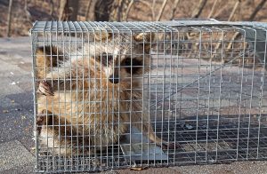 San Antonio Wildlife Removal