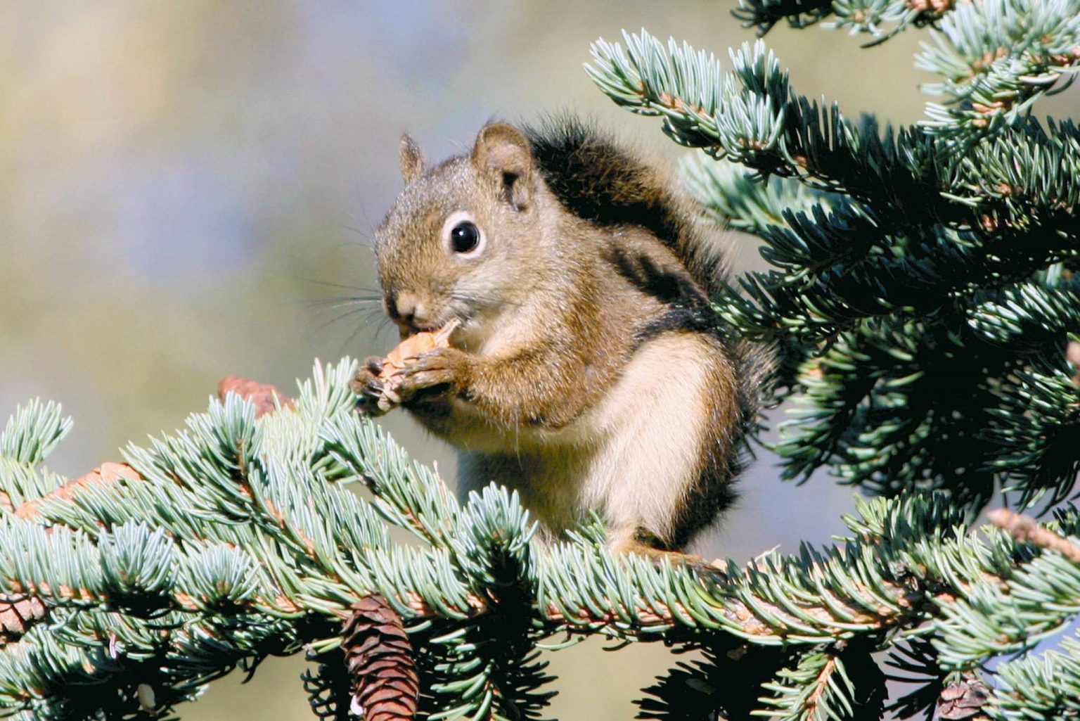 Ever Wonder Why Squirrels Chew on Houses and Sometimes Enter? – Kurtce